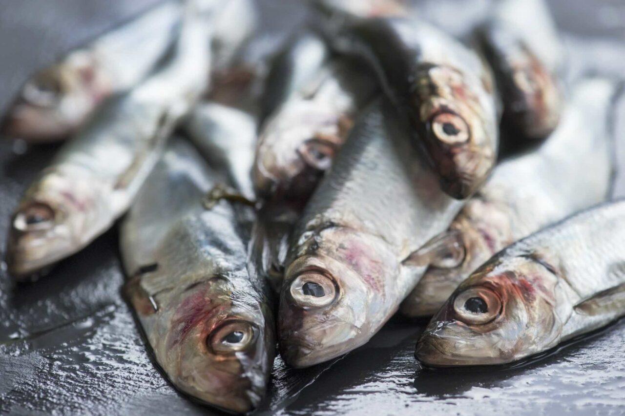Fiskekvoter ökar stort – ”säkrare att vänta”