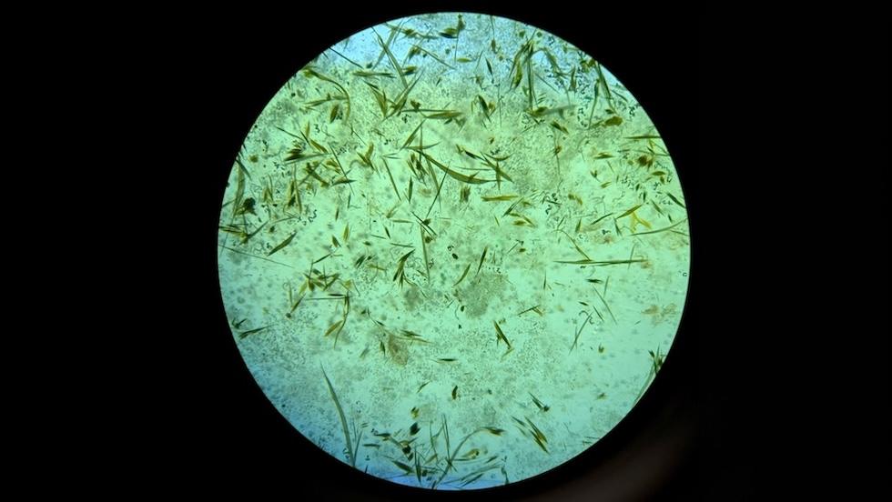 Major ecological change in the Gulf of Bothnia – new study
